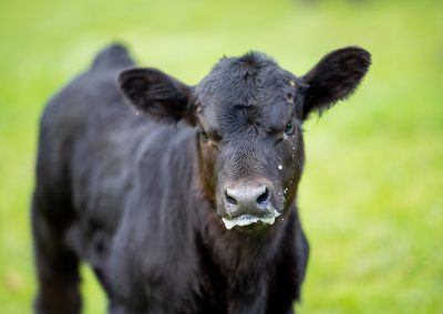 Kleines Wagyu Kalb auf der Weide.
