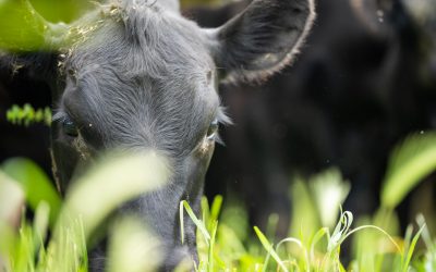Auf die saftigen Wiesen