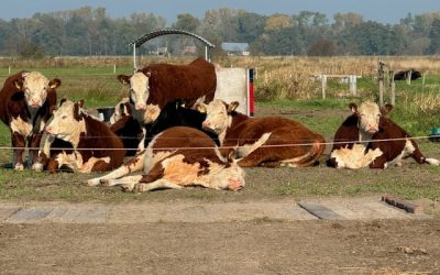 Die Herbstsonne genießen… Hereford