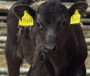 Die nächste Wagyu-Generation